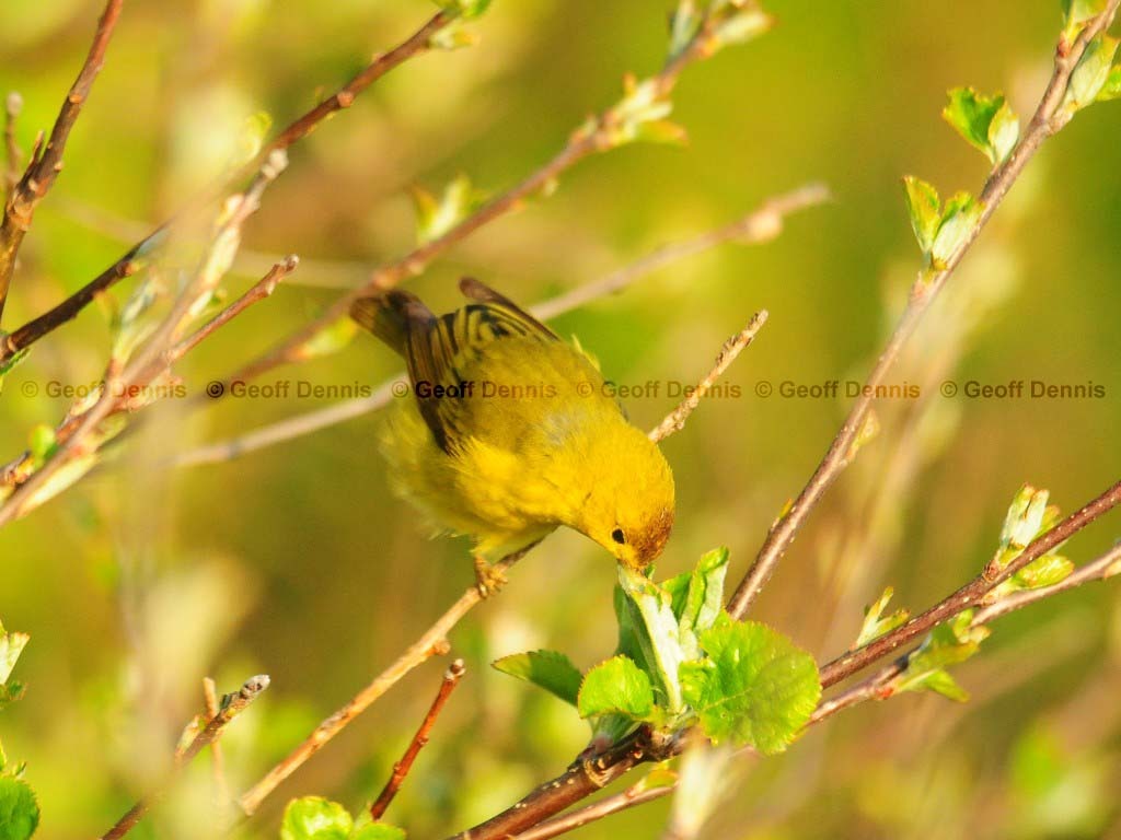 YEWA-AL_Yellow-Warbler