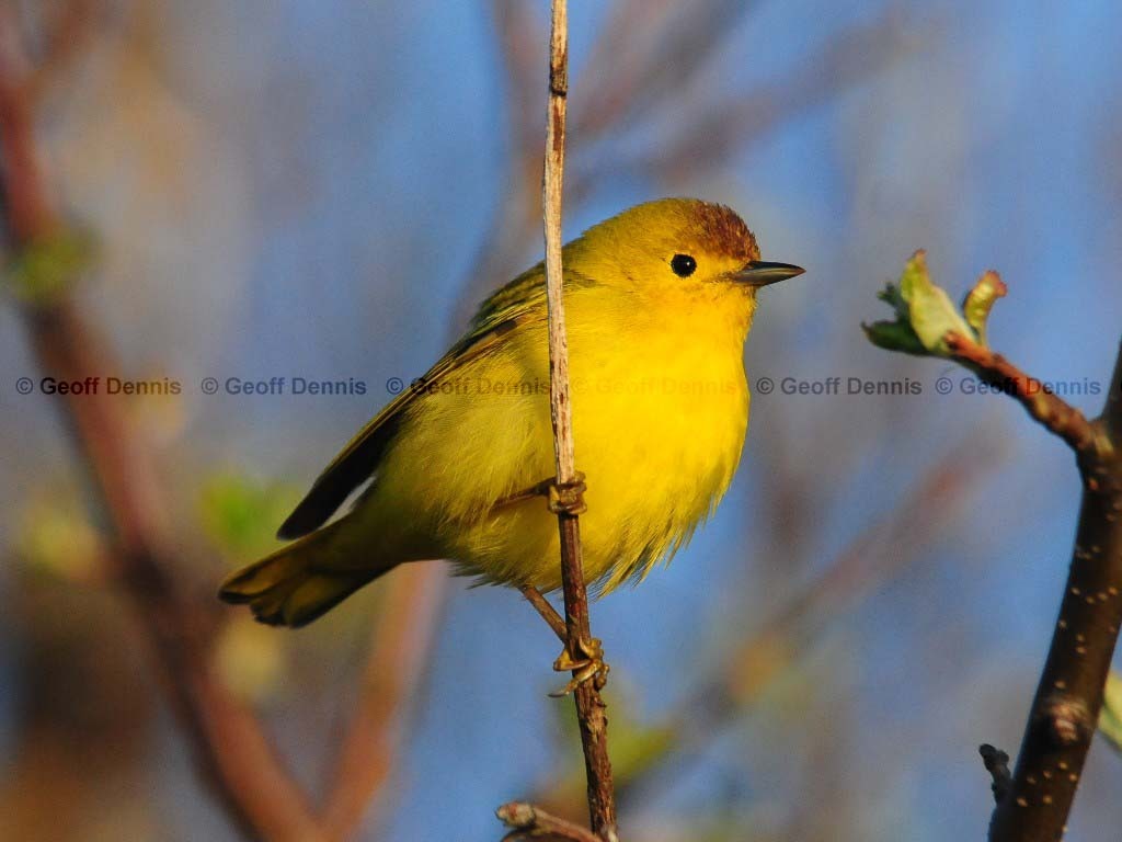 YEWA-AM_Yellow-Warbler