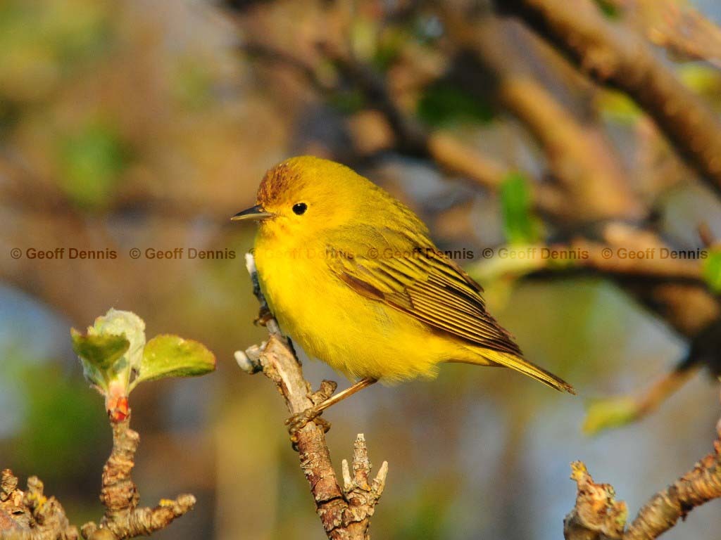 YEWA-AN_Yellow-Warbler