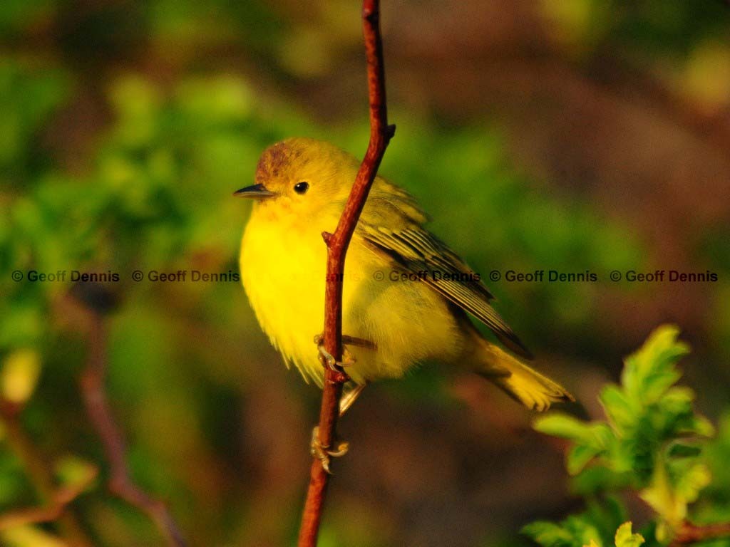 YEWA-AO_Yellow-Warbler