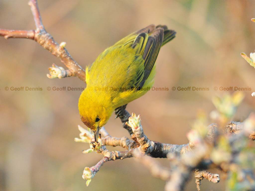 YEWA-AP_Yellow-Warbler