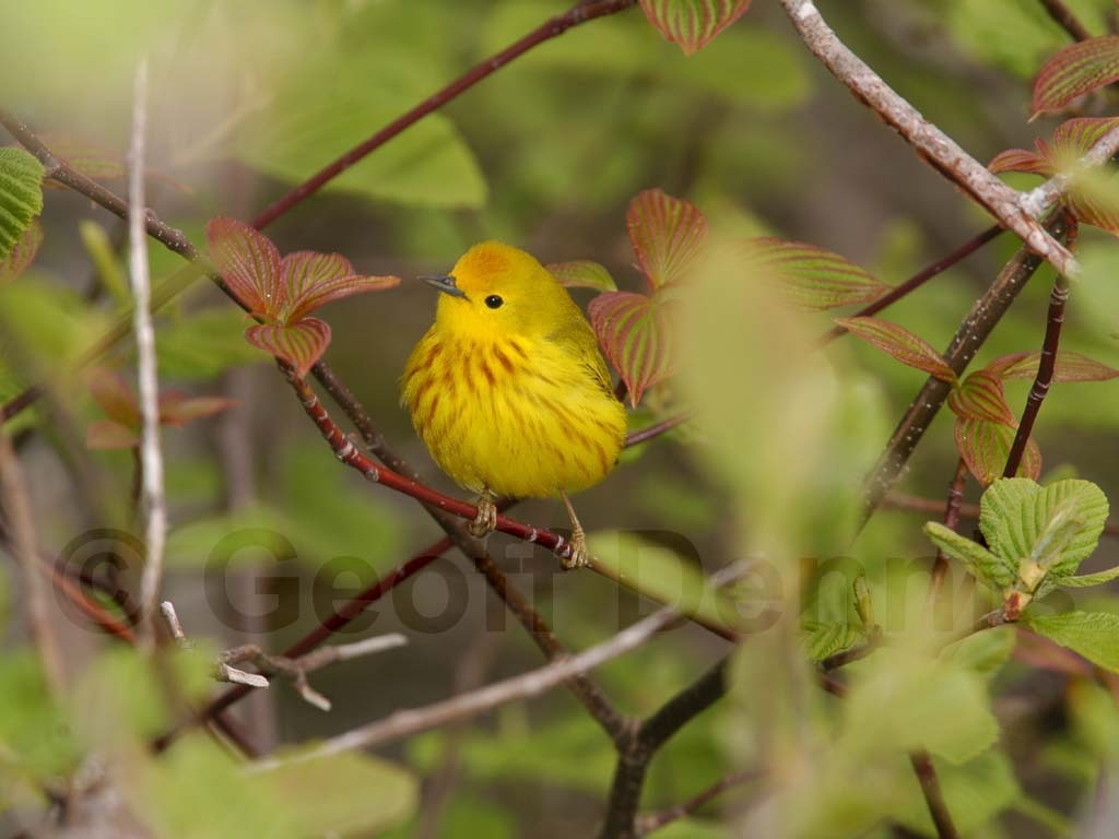 YEWA-AQ_Yellow-Warbler