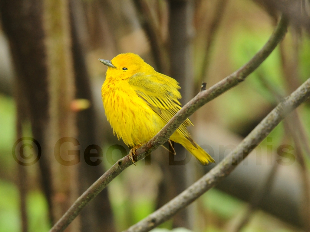 YEWA-AR_Yellow-Warbler