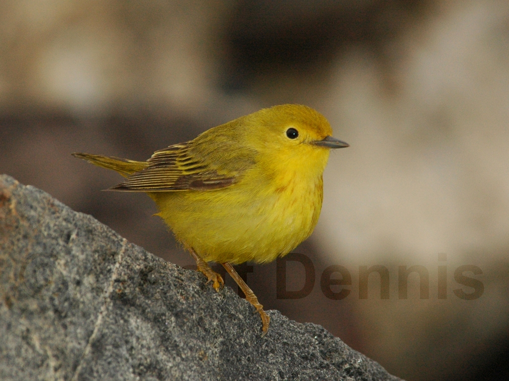 YEWA-AS_Yellow-Warbler
