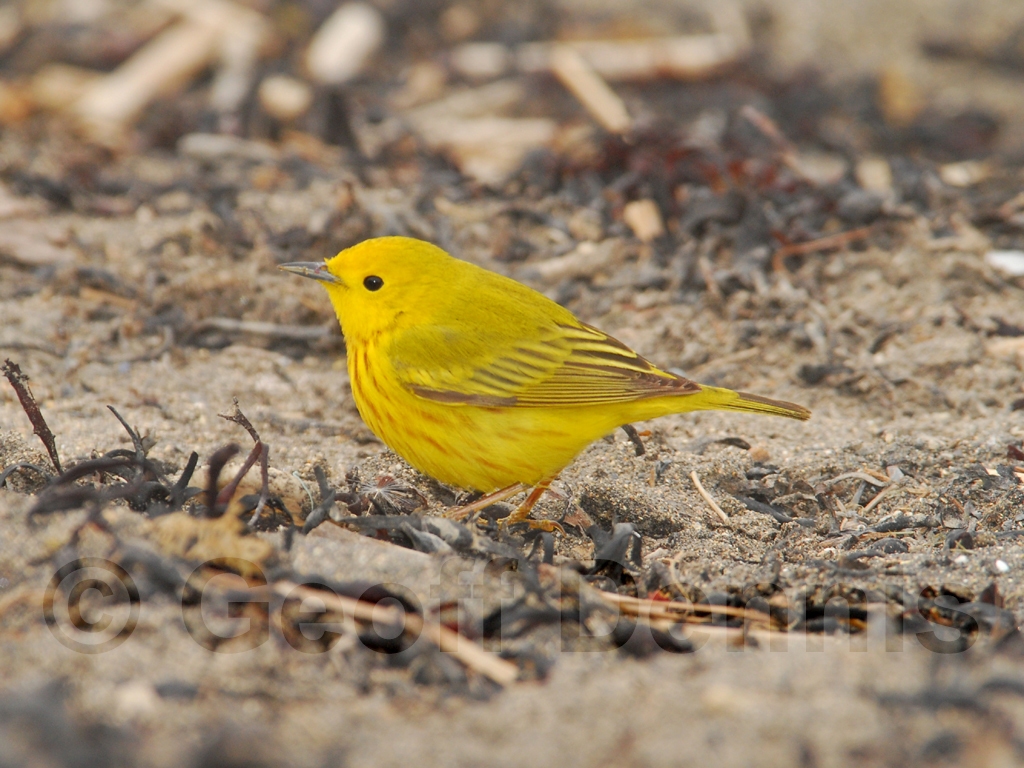 YEWA-AT_Yellow-Warbler
