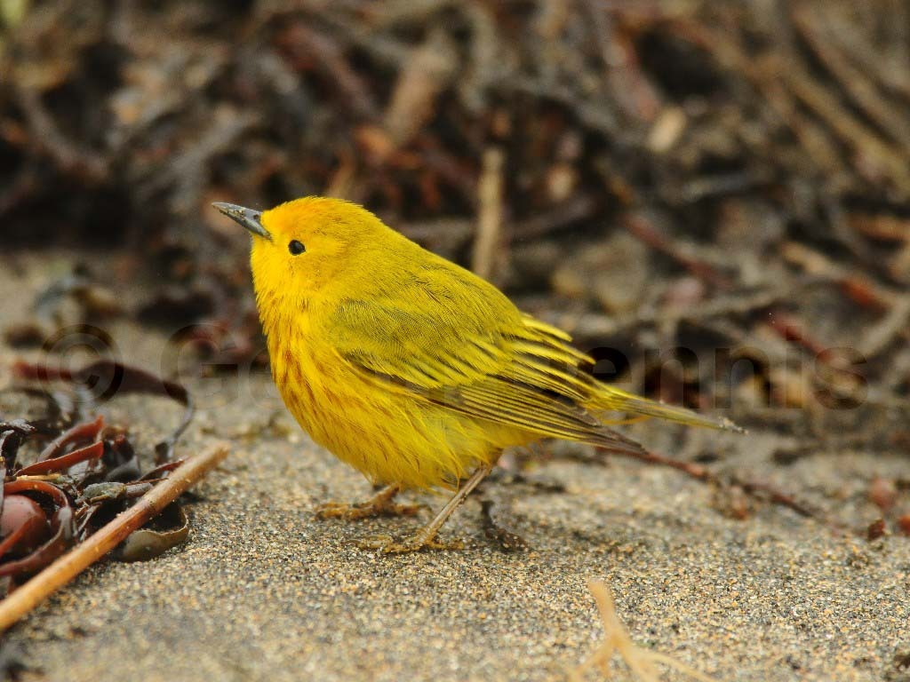 YEWA-AU_Yellow-Warbler