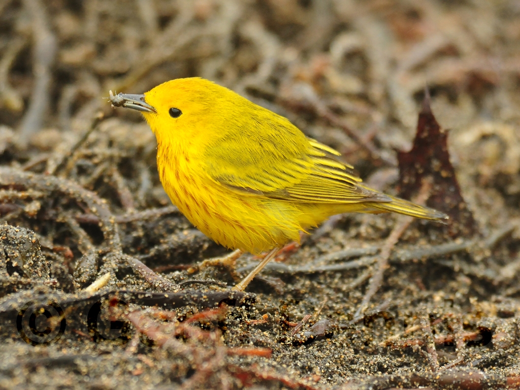YEWA-AV_Yellow-Warbler