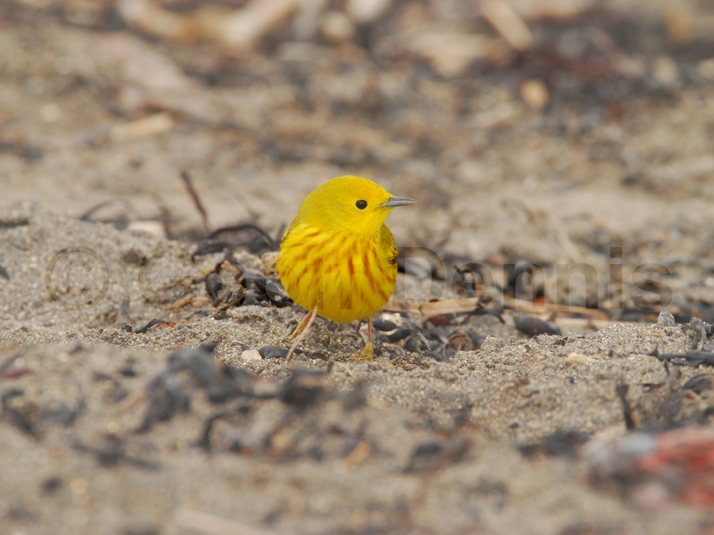 YEWA-AW_Yellow-Warbler