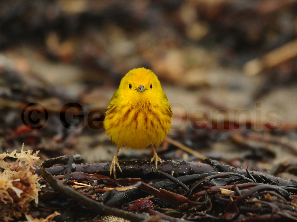 YEWA-AX_Yellow-Warbler