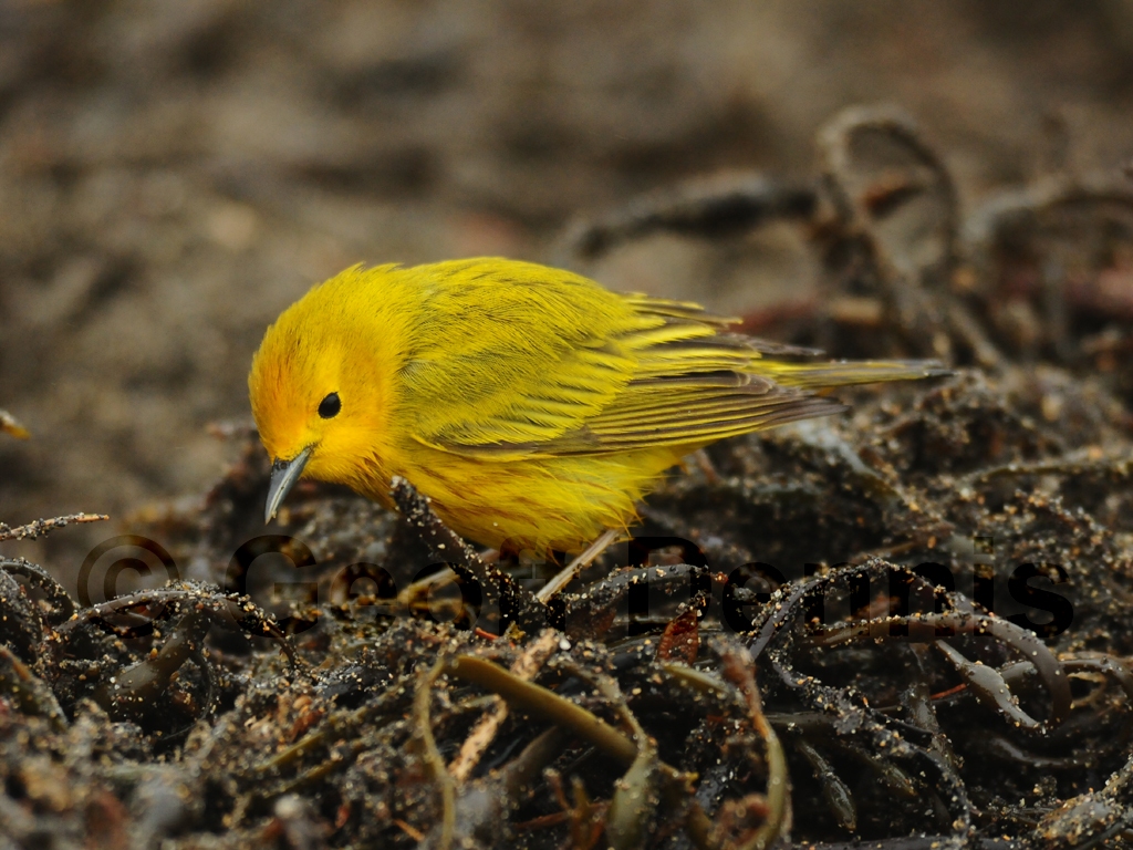 YEWA-AY_Yellow-Warbler