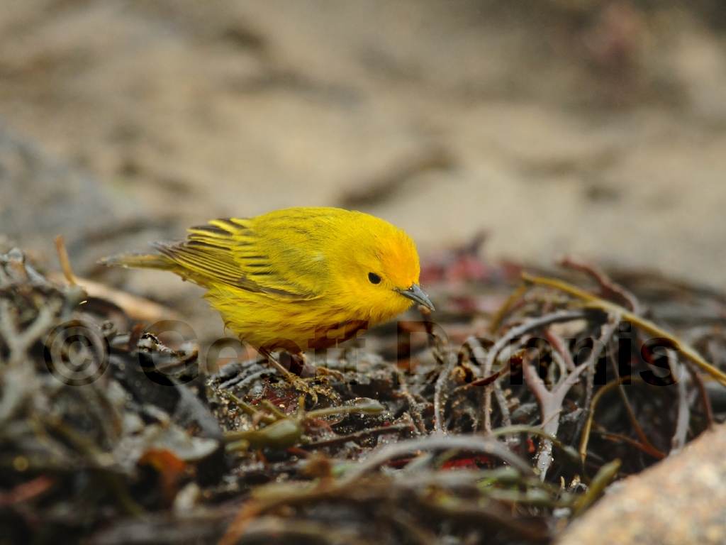 YEWA-AZ_Yellow-Warbler