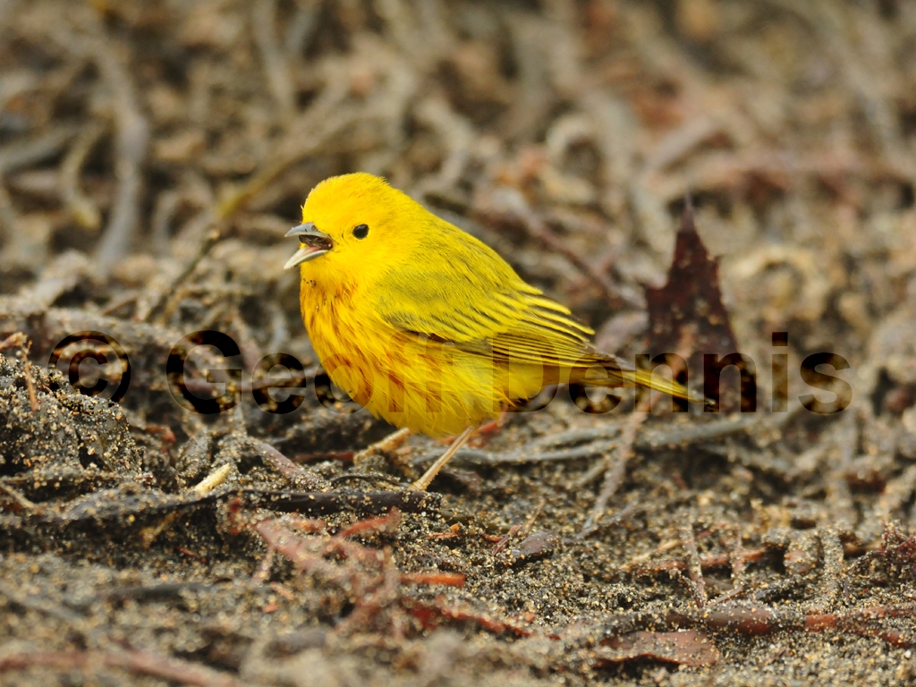 YEWA-BA_Yellow-Warbler