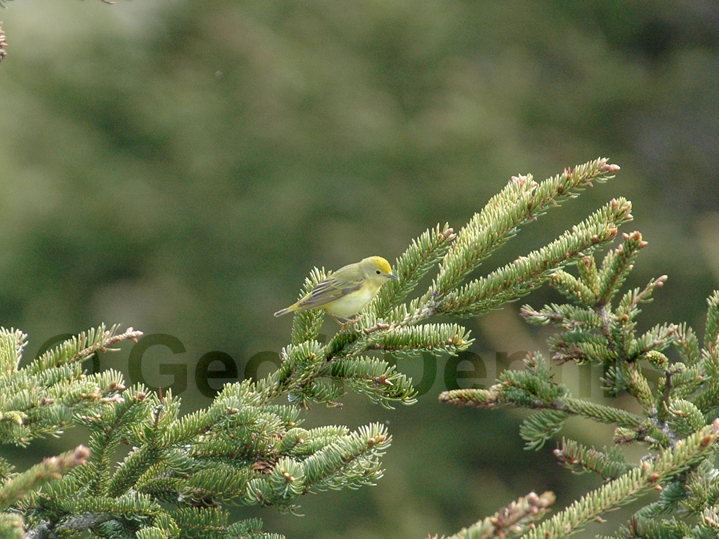 YEWA-BD_Yellow-Warbler