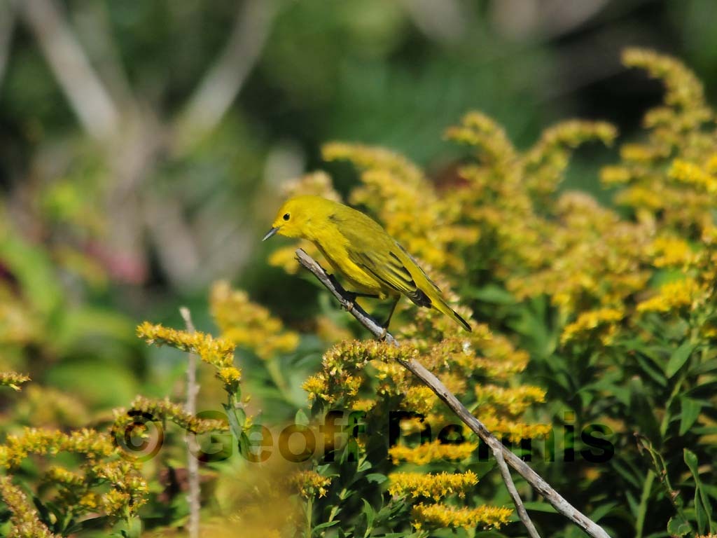 YEWA-BE_Yellow-Warbler