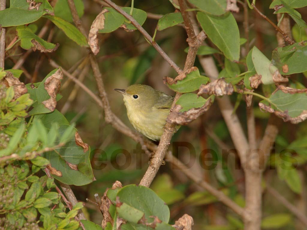 YEWA-BF_Yellow-Warbler