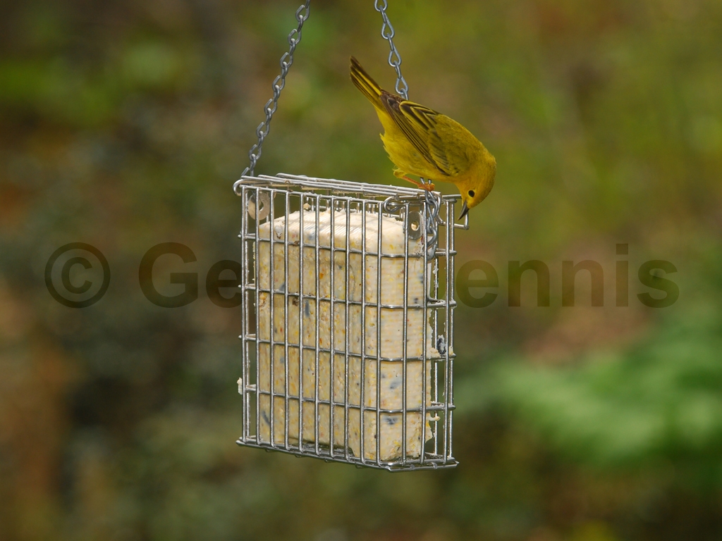 YEWA-BG_Yellow-Warbler