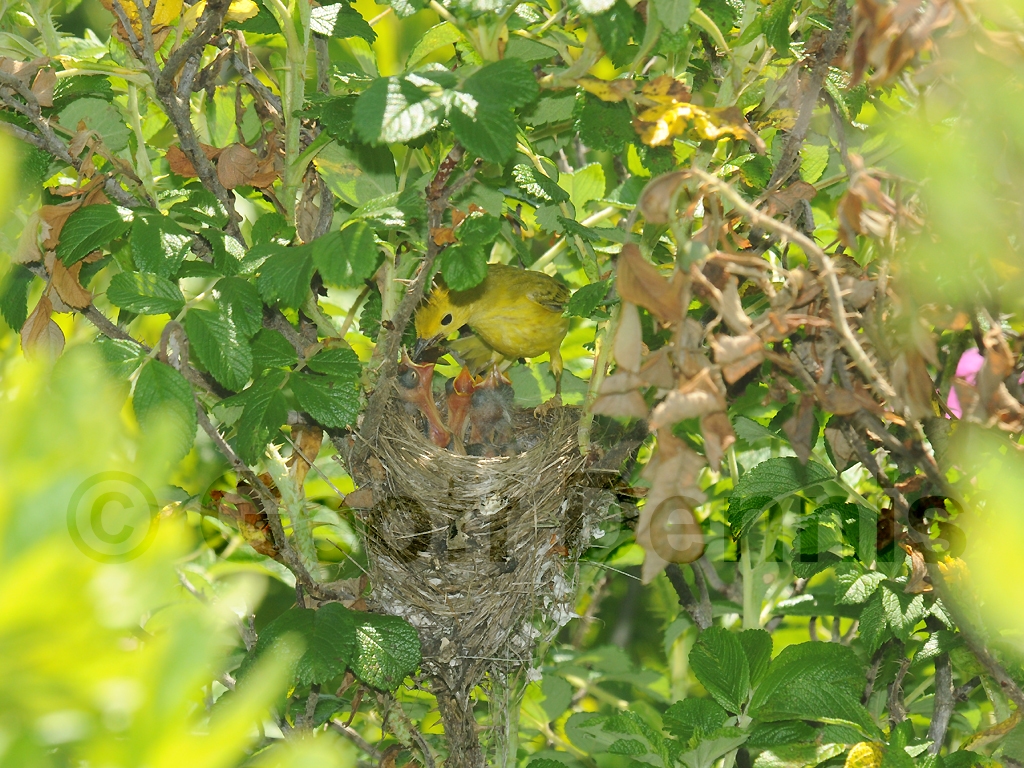 YEWA-BI_Yellow-Warbler