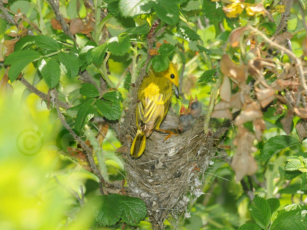 YEWA-BJ_Yellow-Warbler