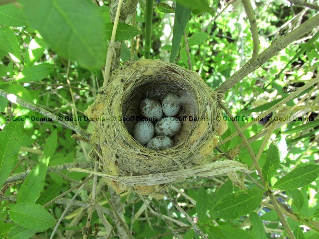 YEWA-BK_Yellow-Warbler