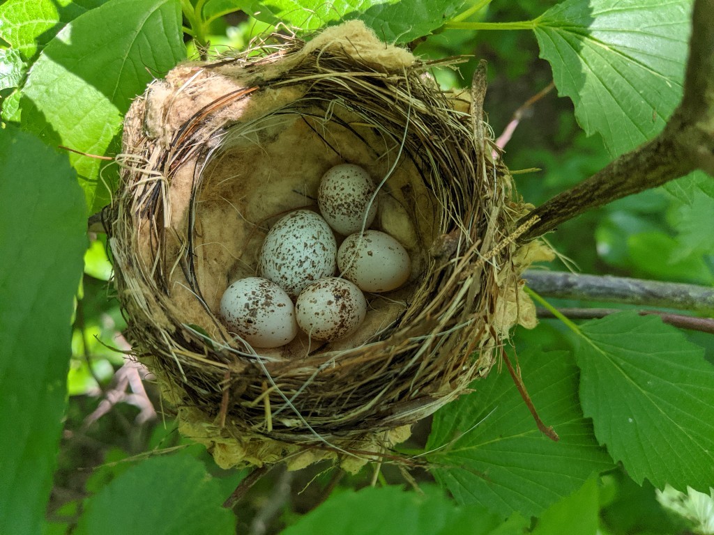 YEWA-BL_Yellow-Warbler