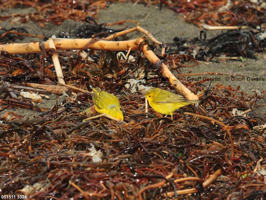 YEWA-BO_Yellow-Warbler