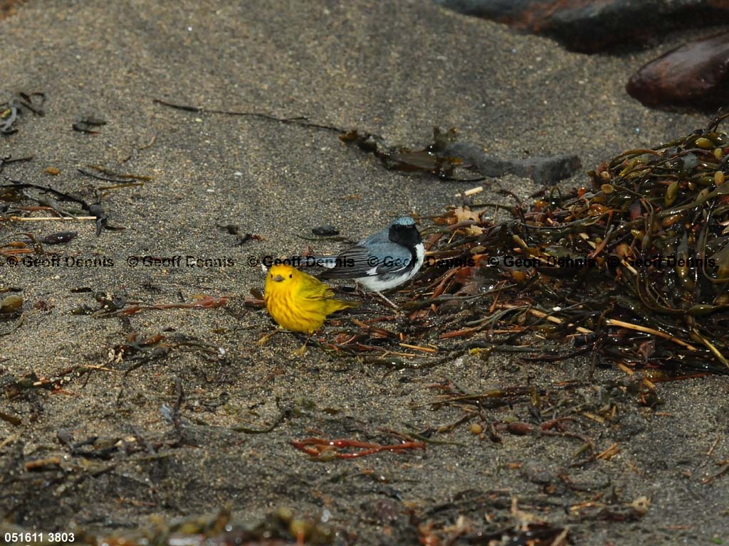 YEWA-BP_Yellow-Warbler