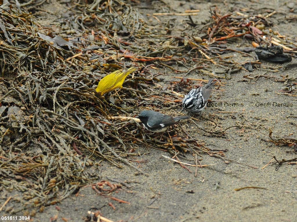 YEWA-BS_Yellow-Warbler