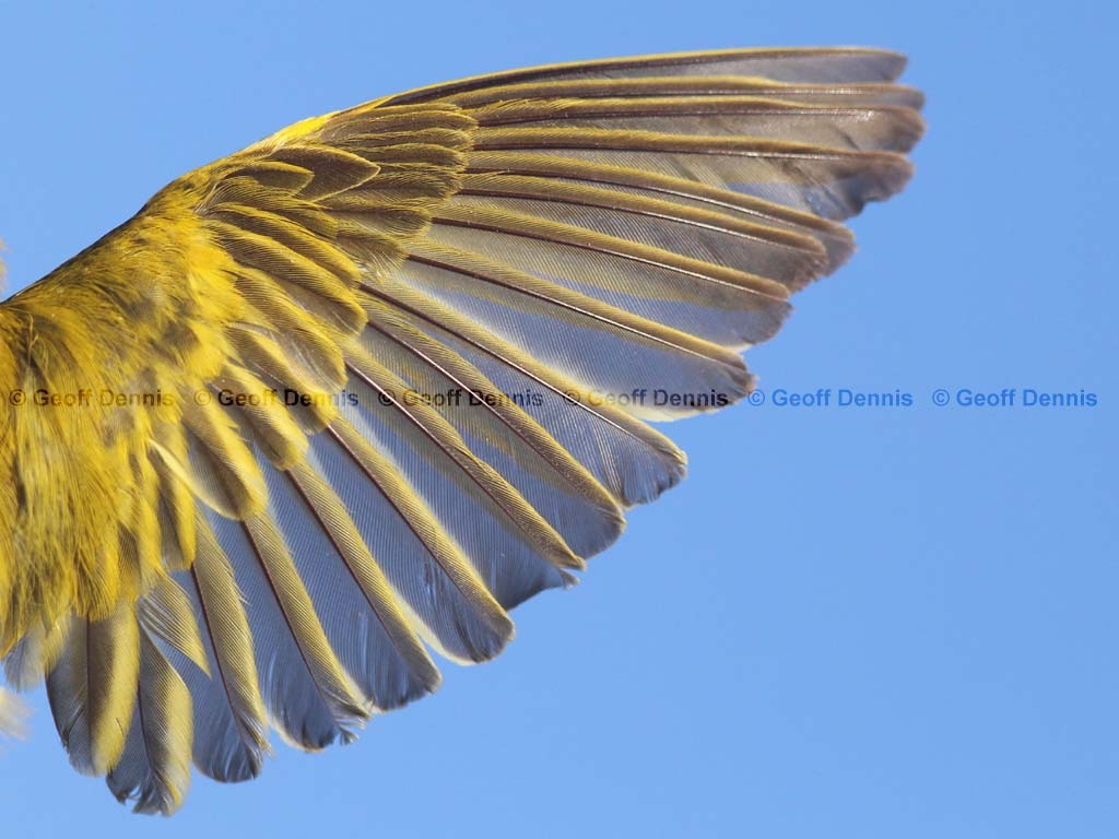 YEWA-BW_Yellow-Warbler