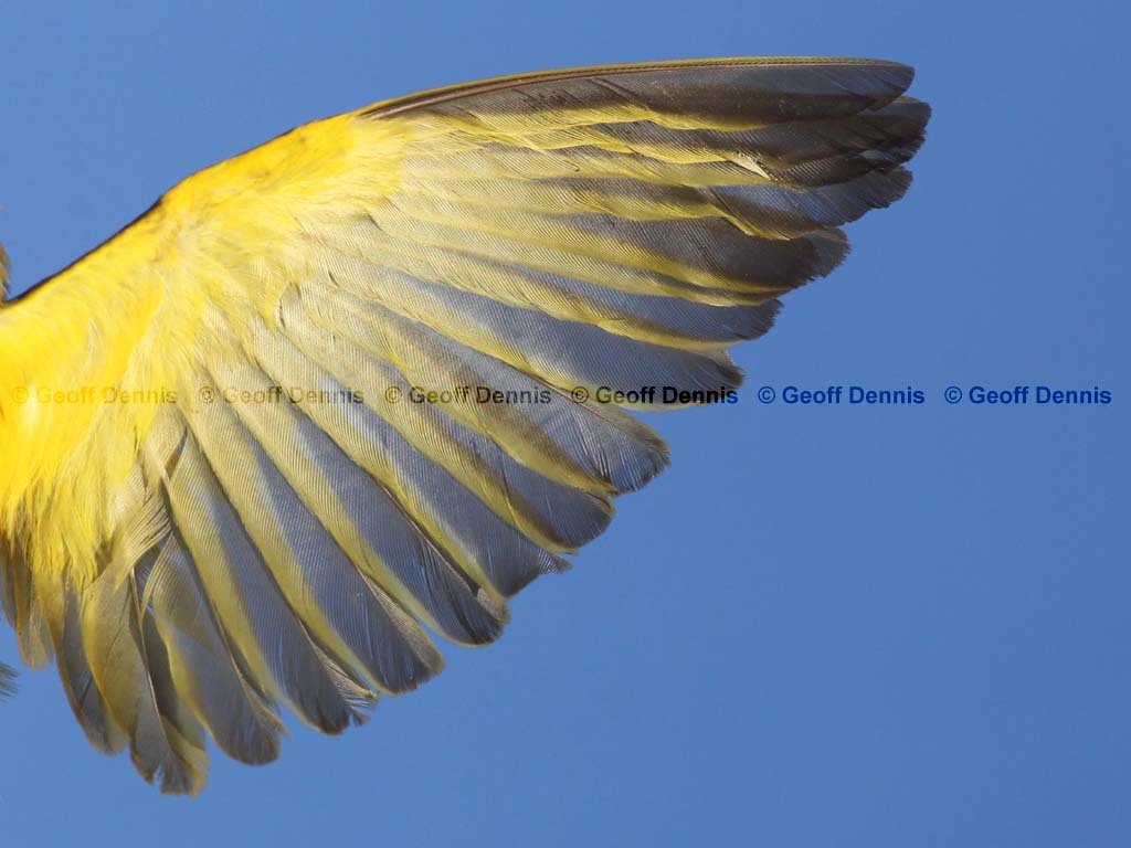 YEWA-BX_Yellow-Warbler
