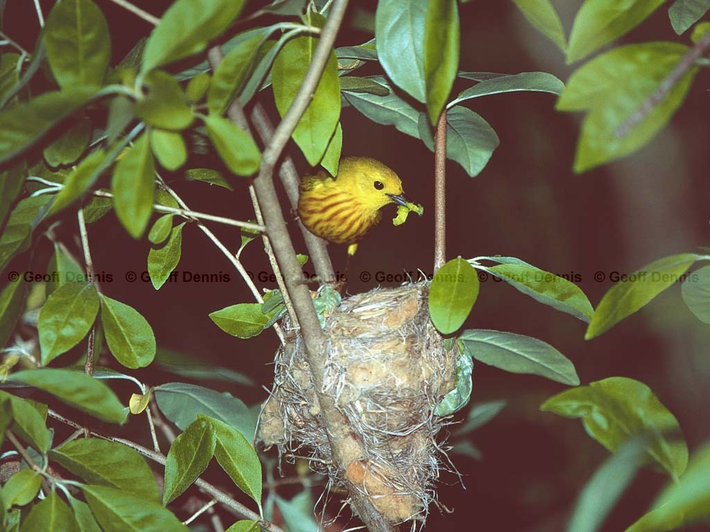 YEWA-BY_Yellow-Warbler