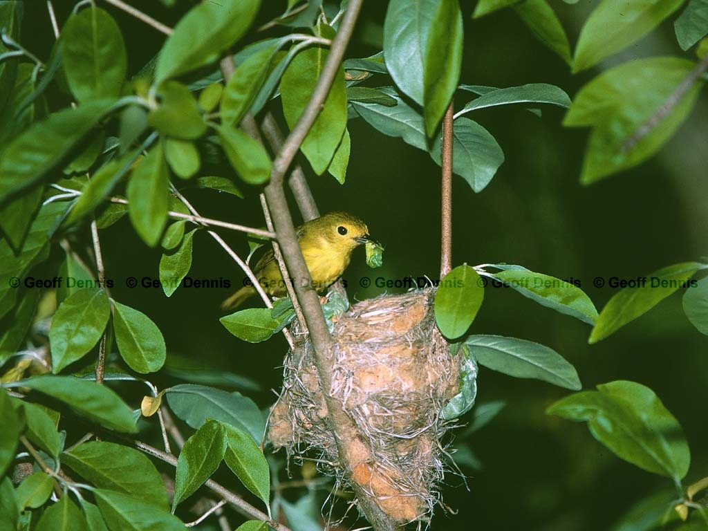 YEWA-BZ_Yellow-Warbler