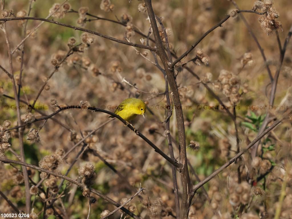 YEWA-CA_Yellow-Warbler