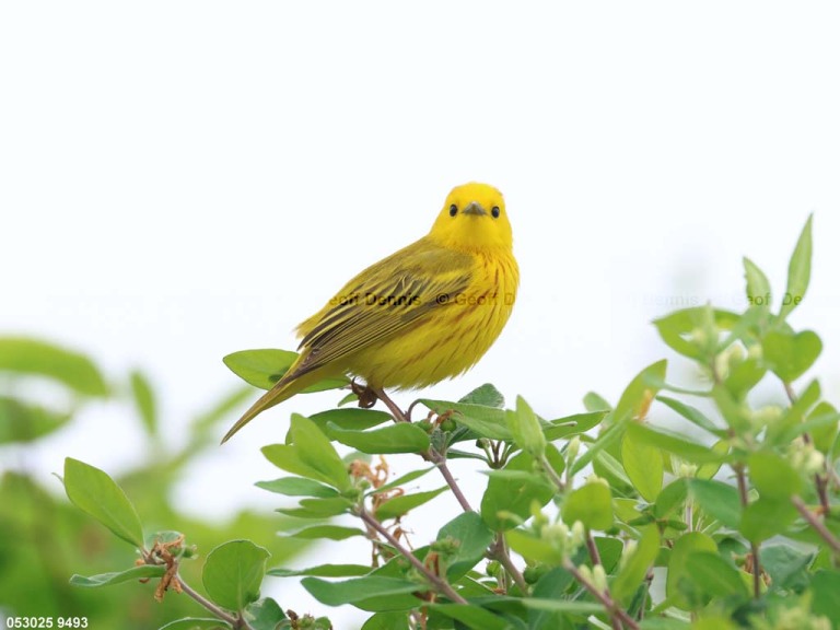 YEWA-CB_Yellow-Warbler