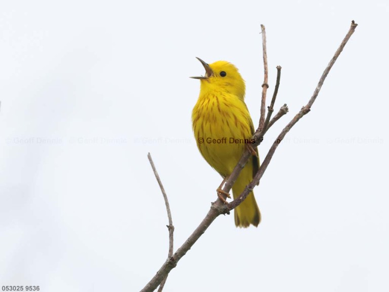 YEWA-CC_Yellow-Warbler