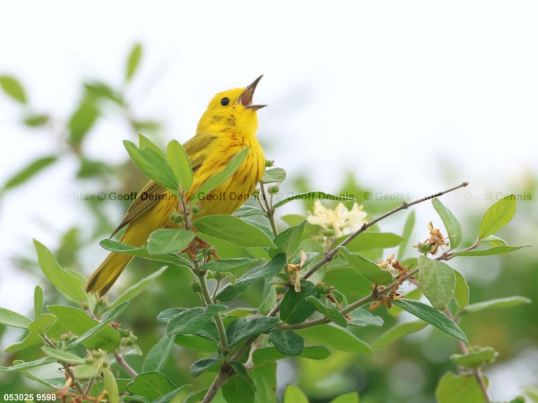 YEWA-CD_Yellow-Warbler