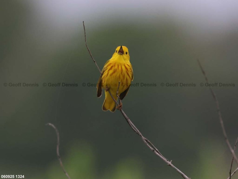 YEWA-CE_Yellow-Warbler