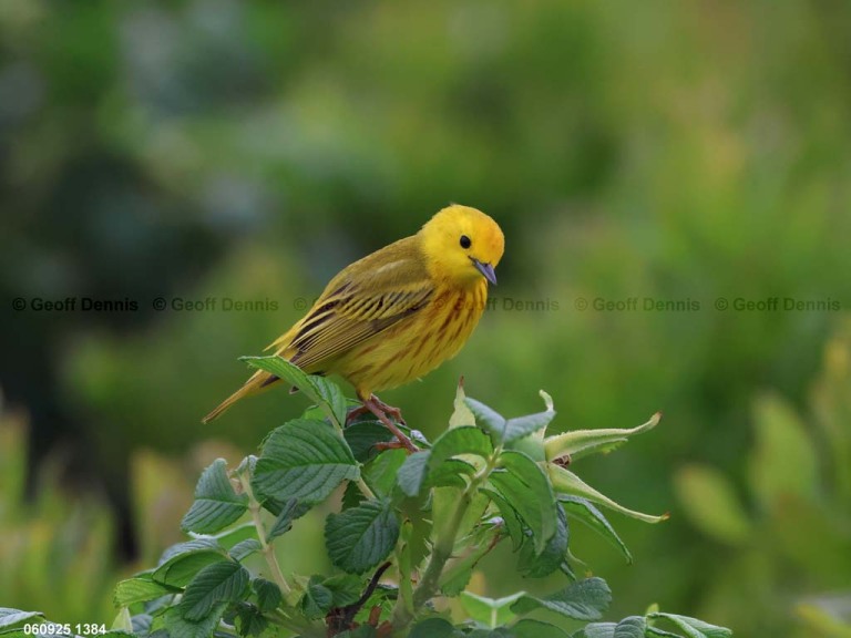 YEWA-CF_Yellow-Warbler