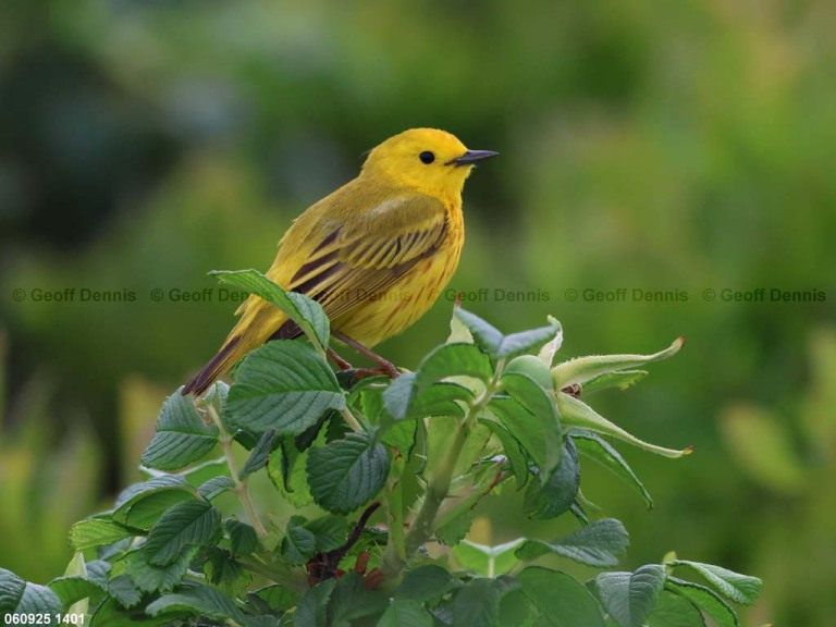 YEWA-CG_Yellow-Warbler