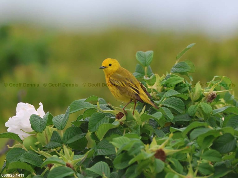 YEWA-CH_Yellow-Warbler