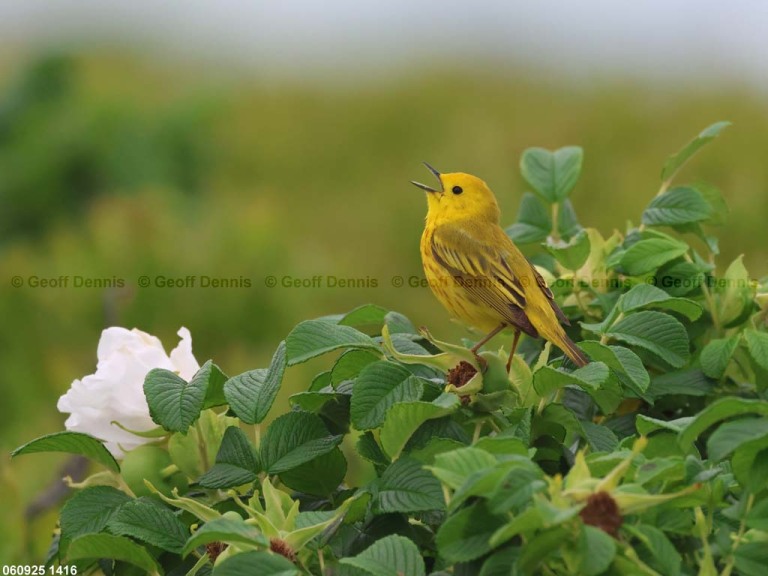 YEWA-CI_Yellow-Warbler