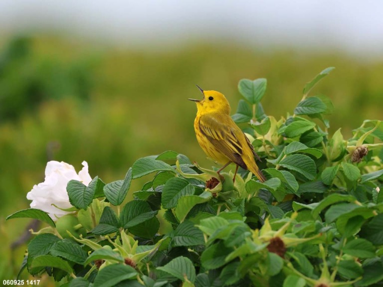 YEWA-CJ_Yellow-Warbler