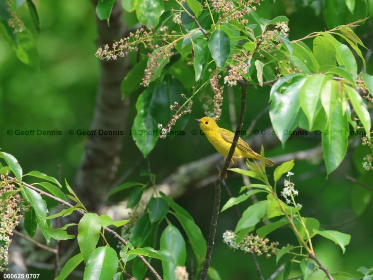 YEWA-CK_Yellow-Warbler