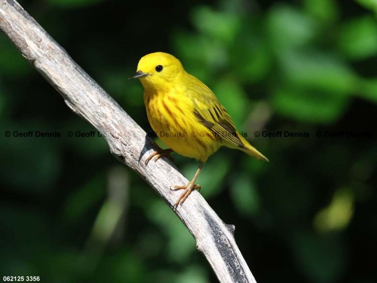 YEWA-CL_Yellow-Warbler