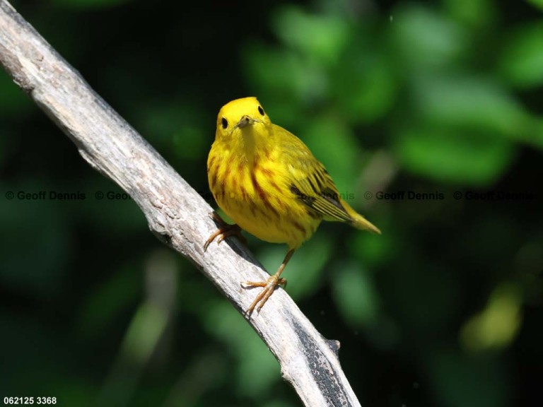 YEWA-CM_Yellow-Warbler