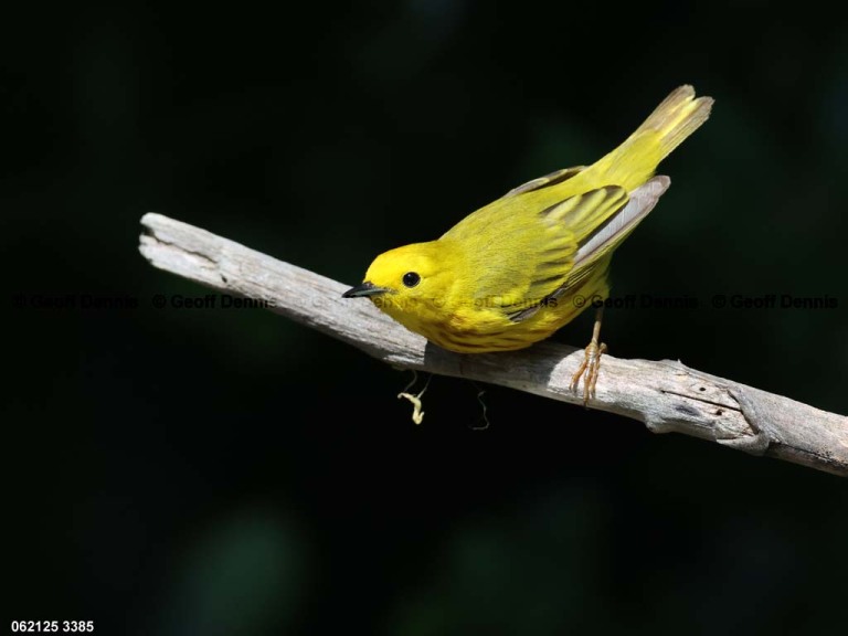 YEWA-CN_Yellow-Warbler