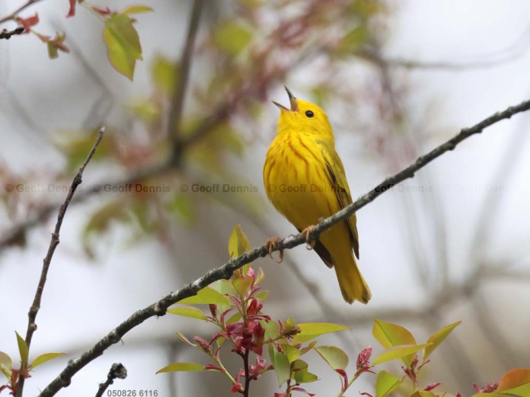 YEWA-CO_Yellow-Warbler