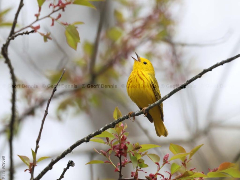 YEWA-CP_Yellow-Warbler