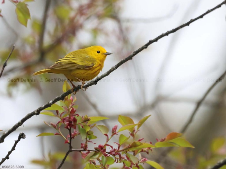 YEWA-CQ_Yellow-Warbler
