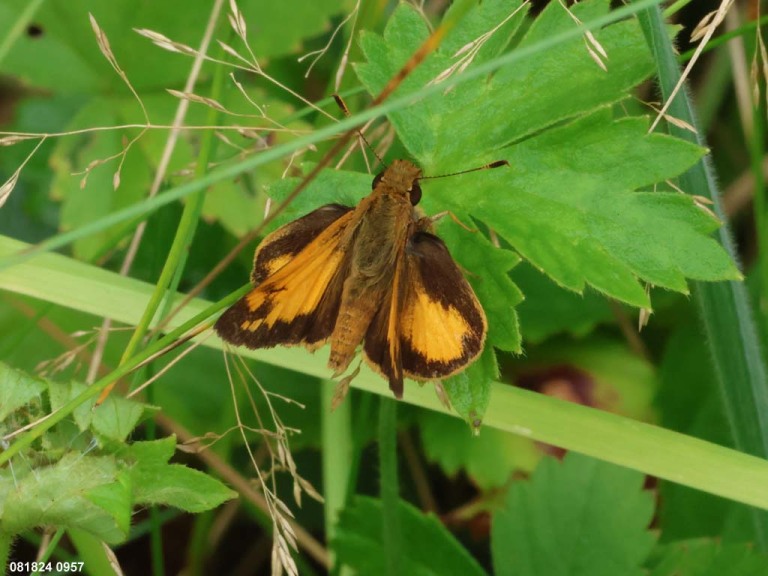 Zabulon-Skipper-AA