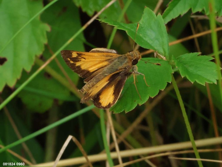 Zabulon-Skipper-AB